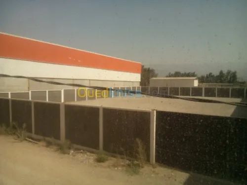 Location Hangar Blida Ouled el alleug