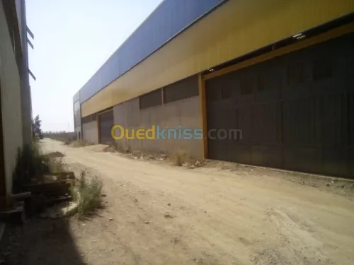 Location Hangar Blida Ouled el alleug