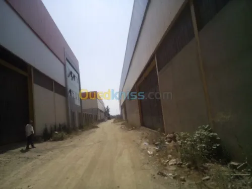 Location Hangar Blida Ouled el alleug