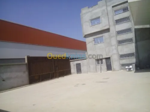 Location Hangar Blida Ouled el alleug