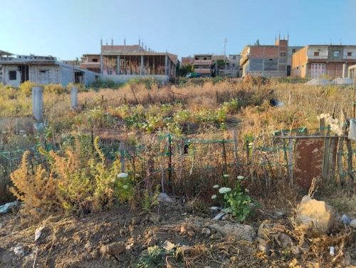 Vente Terrain Skikda Sidi mezghiche