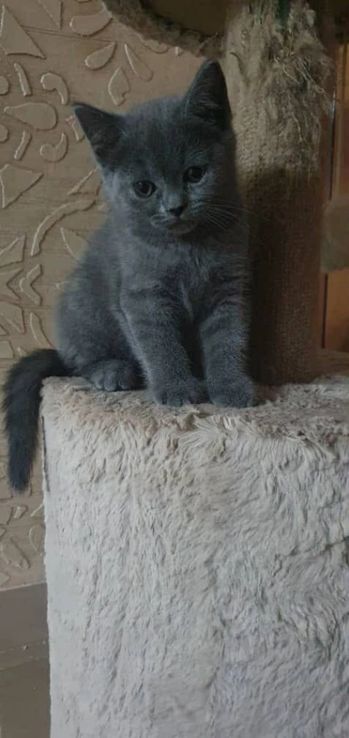 Chat