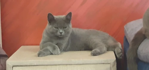 Chat