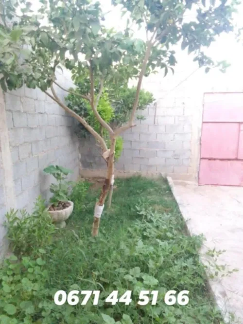 Vente Villa Tlemcen Souahlia