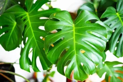 Plante artificielle Monstera avec Table Décorative Blanche Moderne