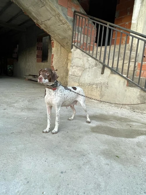 Femelle Chien de chasse Barack français 