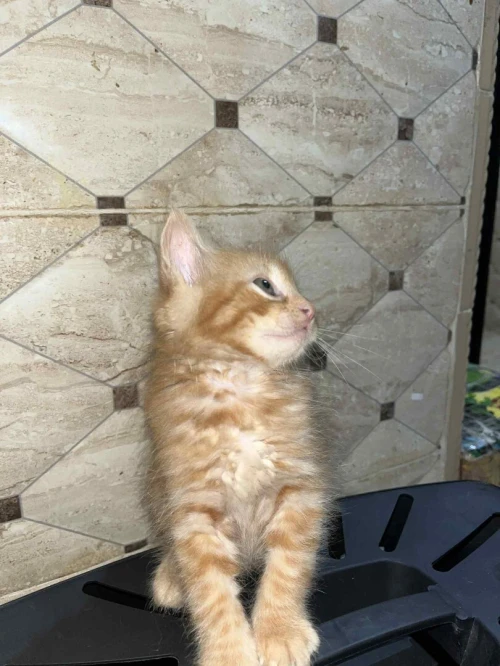 Chatt persan mal très calme et joueur