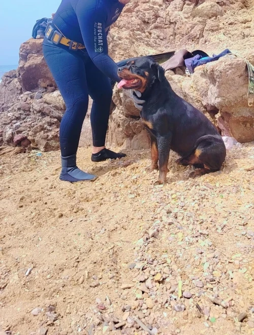 rotweile