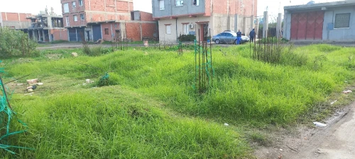 Vente Terrain Blida Boufarik