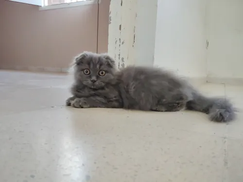 Chaton British Shorthair / Scottish Fold