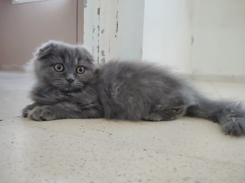 Chaton British Shorthair / Scottish Fold