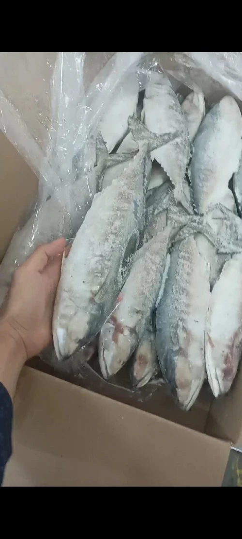 poisson surgelé 