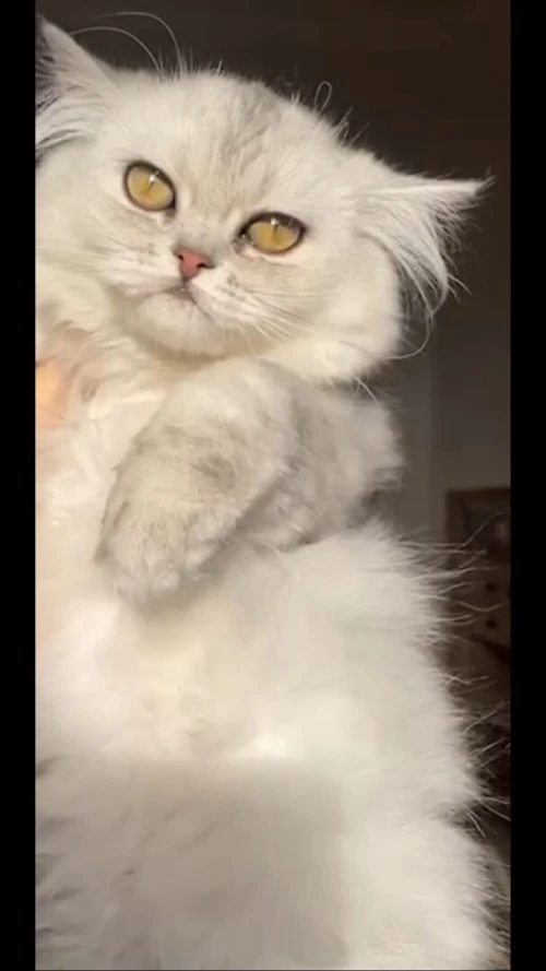 Chaton mâle persan chinchilla silver