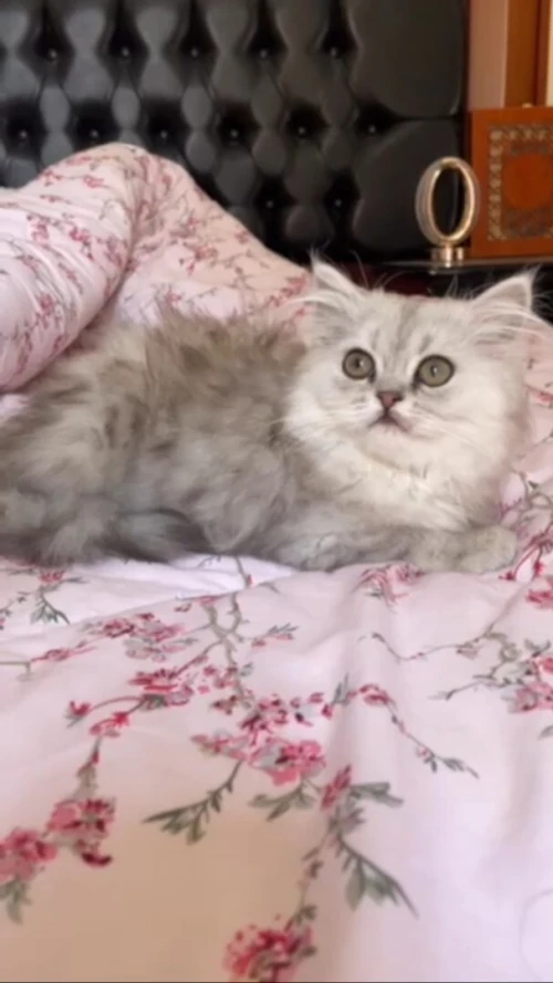 Chaton persan chinchilla silver male