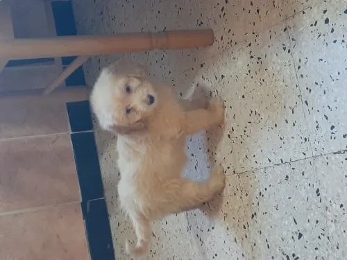 Caniches Bichon pure race 