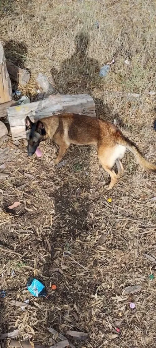 hiots Malinois charbonnés ,7 mois disponibles,Annonce sérieuse 