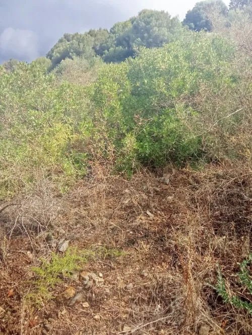 Vente Terrain Tizi Ouzou Tadmait