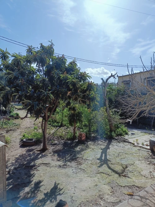 Vente Terrain Agricole Tipaza Douaouda