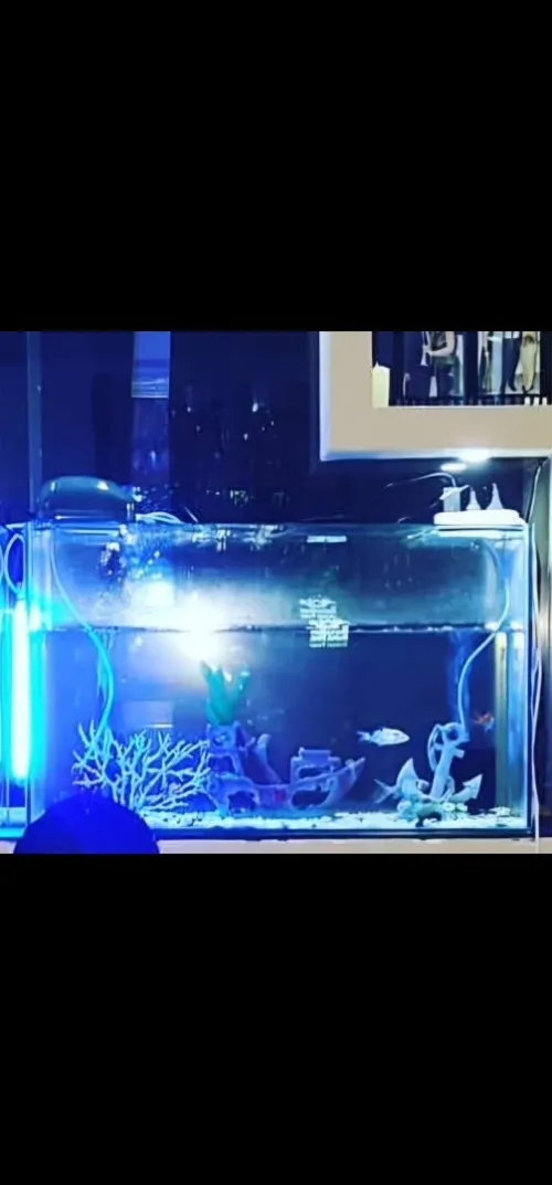 Aquarium poisson