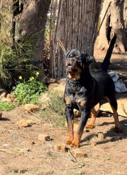 Des chiots rottweiler 