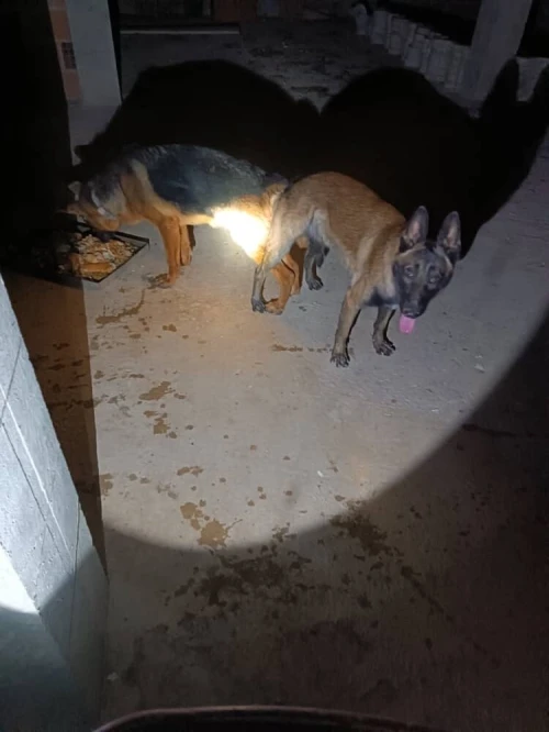 Chiot Malinois Berger Allemand
