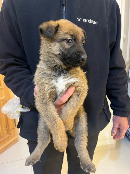 Chiot Malinois Berger Allemand
