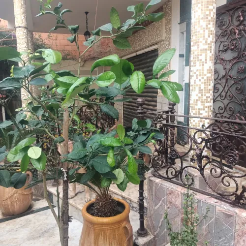 Vente Villa Skikda Skikda