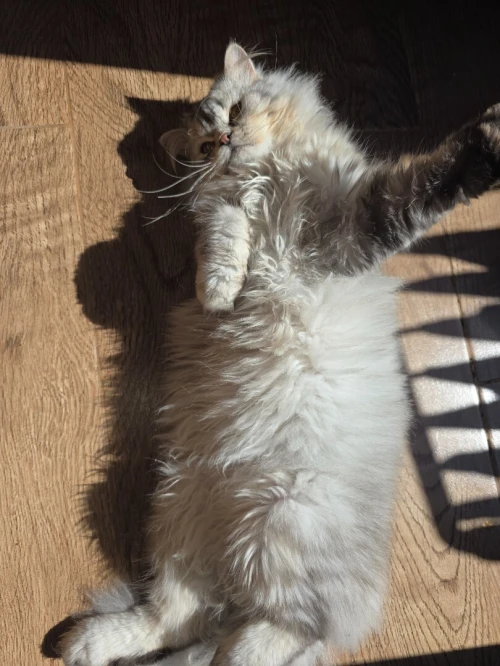 Chat persan