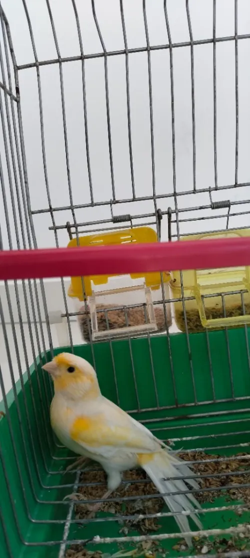 Canari mousaique