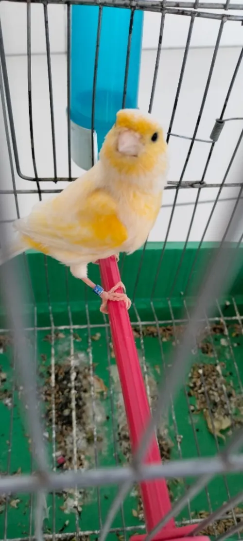 Canari mousaique