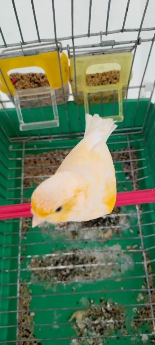 Canari mousaique