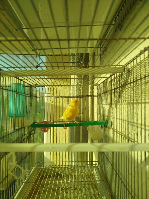 Canari satini 