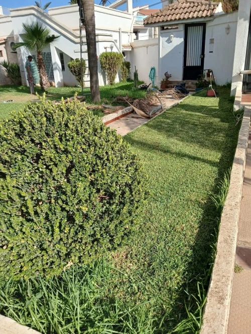 Gazon naturel عشب طبيعي 