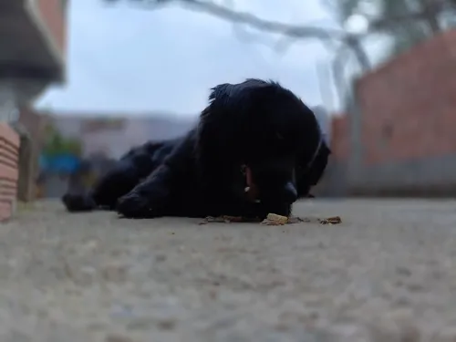 Chien