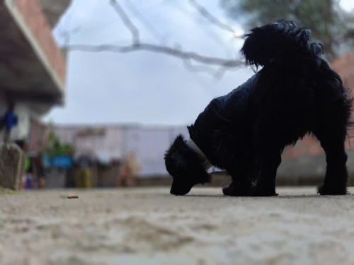 Chien