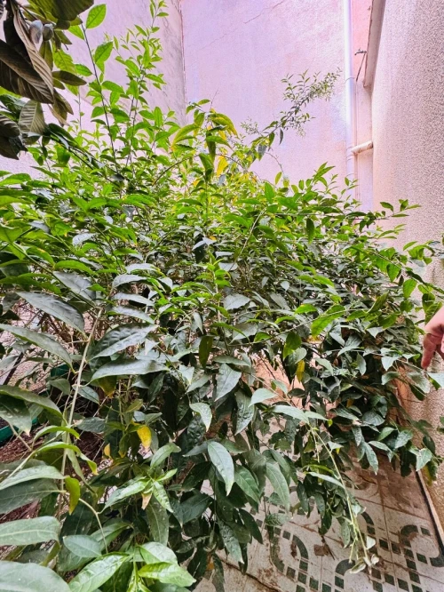 Location Villa Oran Bir el djir