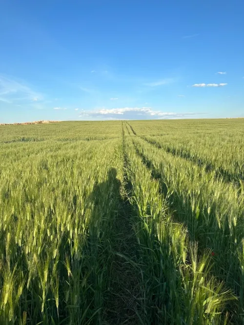 Vente Terrain Agricole Bordj Bou Arreridj Ain taghrout