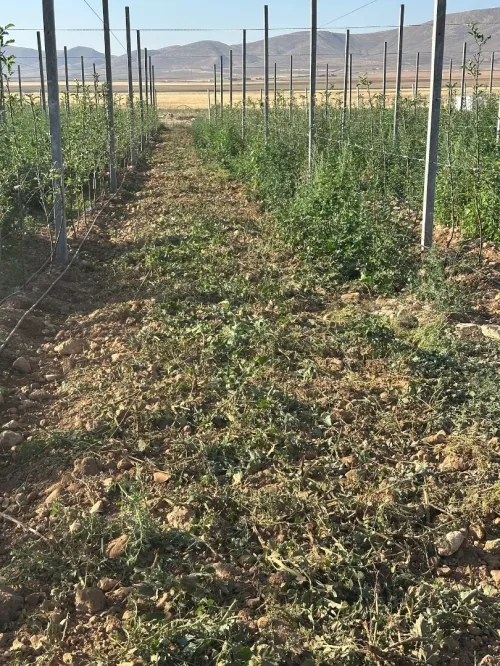 Vente Terrain Agricole Bordj Bou Arreridj Ain taghrout