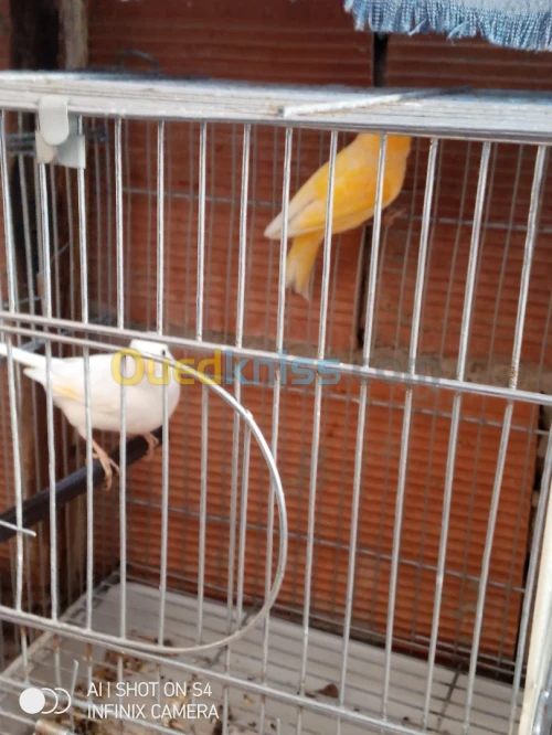 Canari