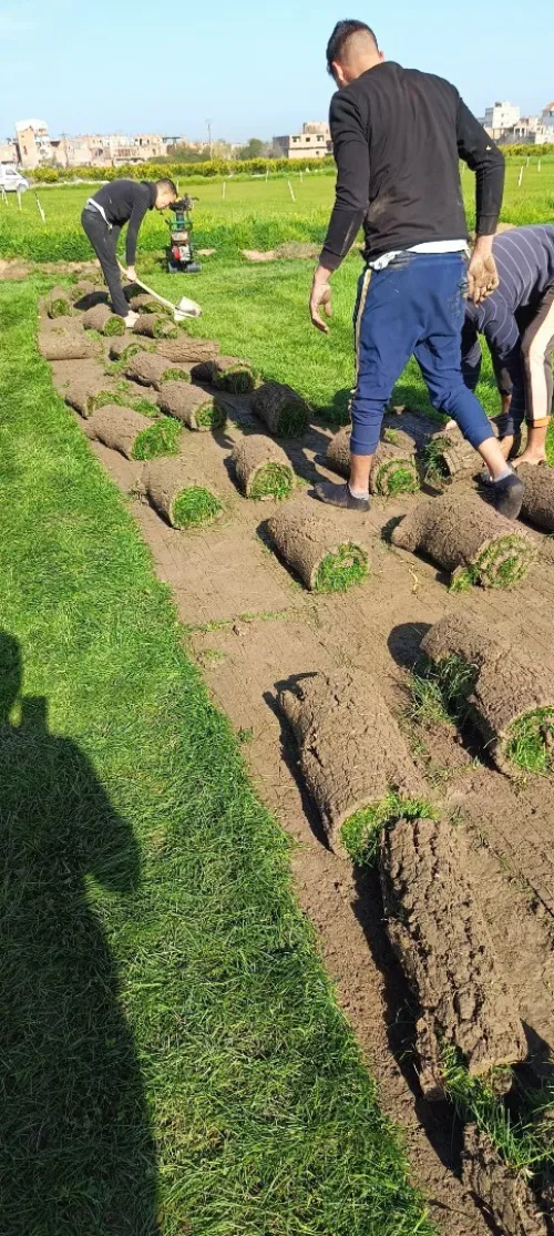 Nettoyage jardin gazon naturel 