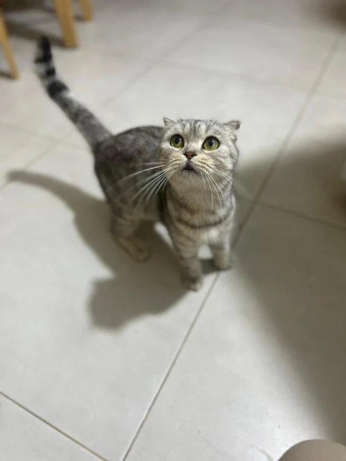 Scottish fold femelle