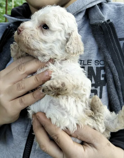 Caniche