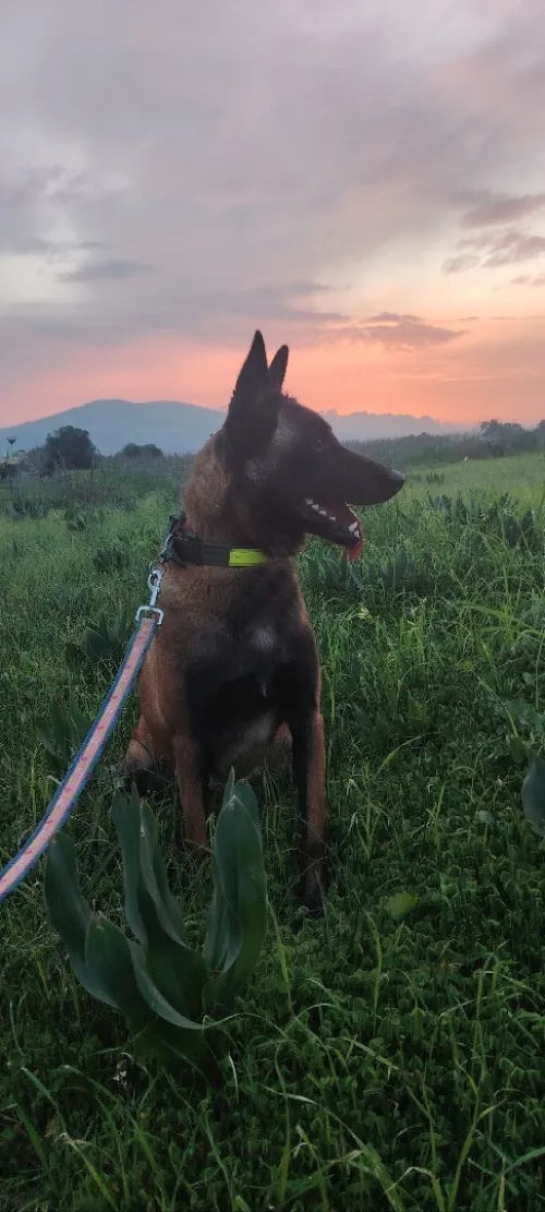 Femelle malinoi