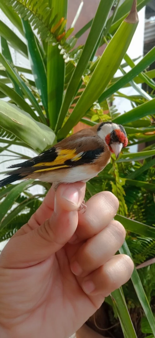 Male et femelle chardonnere