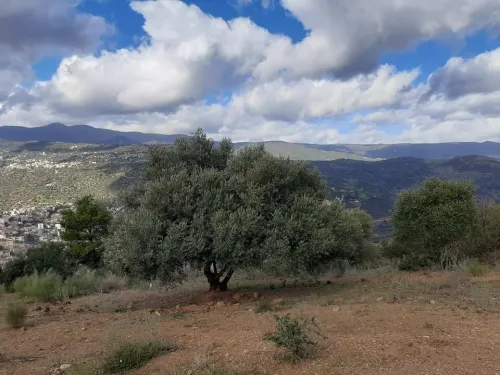 Vente Terrain Béjaïa Sidi ayad