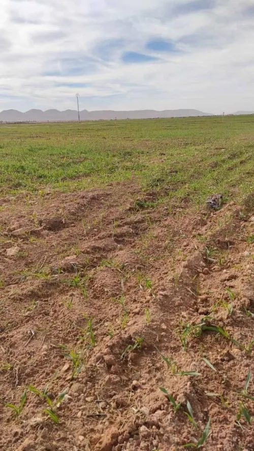Vente Terrain Agricole Djelfa Benhar