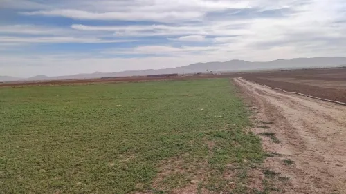 Vente Terrain Agricole Djelfa Benhar