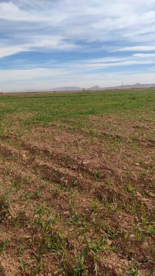 Vente Terrain Agricole Djelfa Benhar