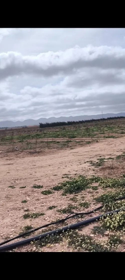 Vente Terrain Agricole Djelfa Benhar