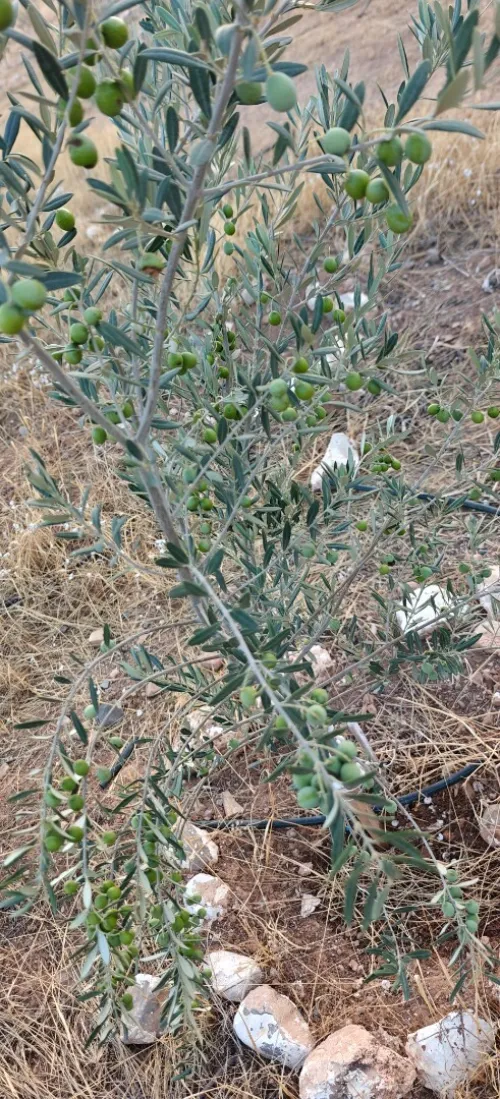 Vente Terrain Agricole Batna Djerma